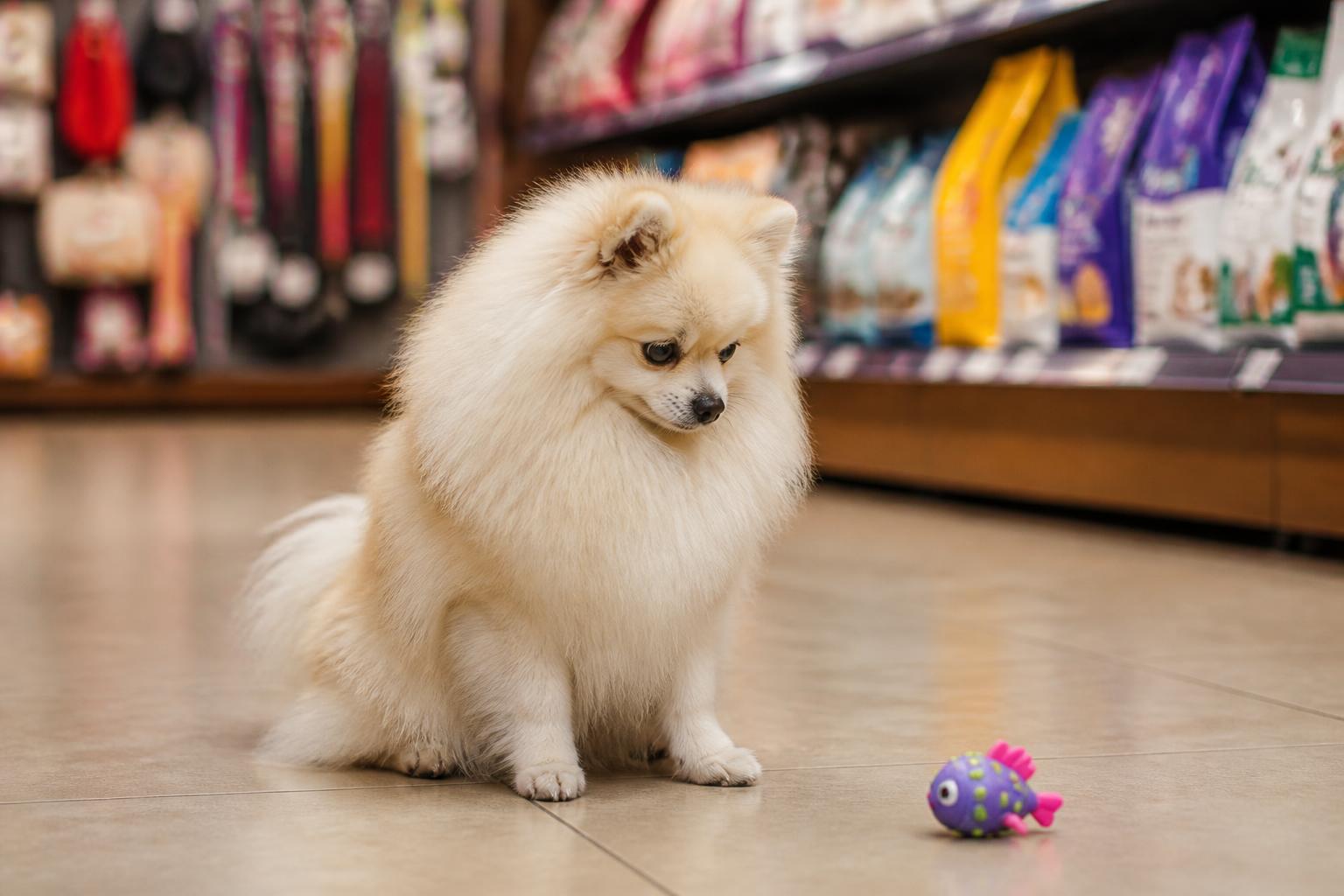 Como Gerar Listas de Pet Shops para Prospectar